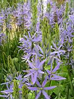 Camassia leichtlinii Caerulea (fam. Hyacinthacees) (4) (Photo F. Mrugala)